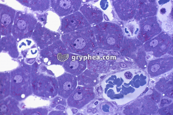 Cellules foie x200 - gryphea.org